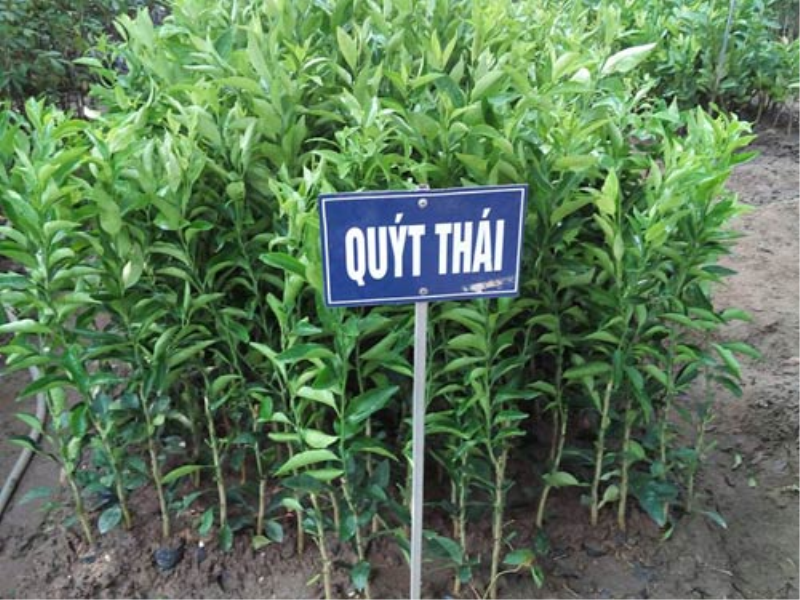 Giống quýt thái | 0974.36.68.69