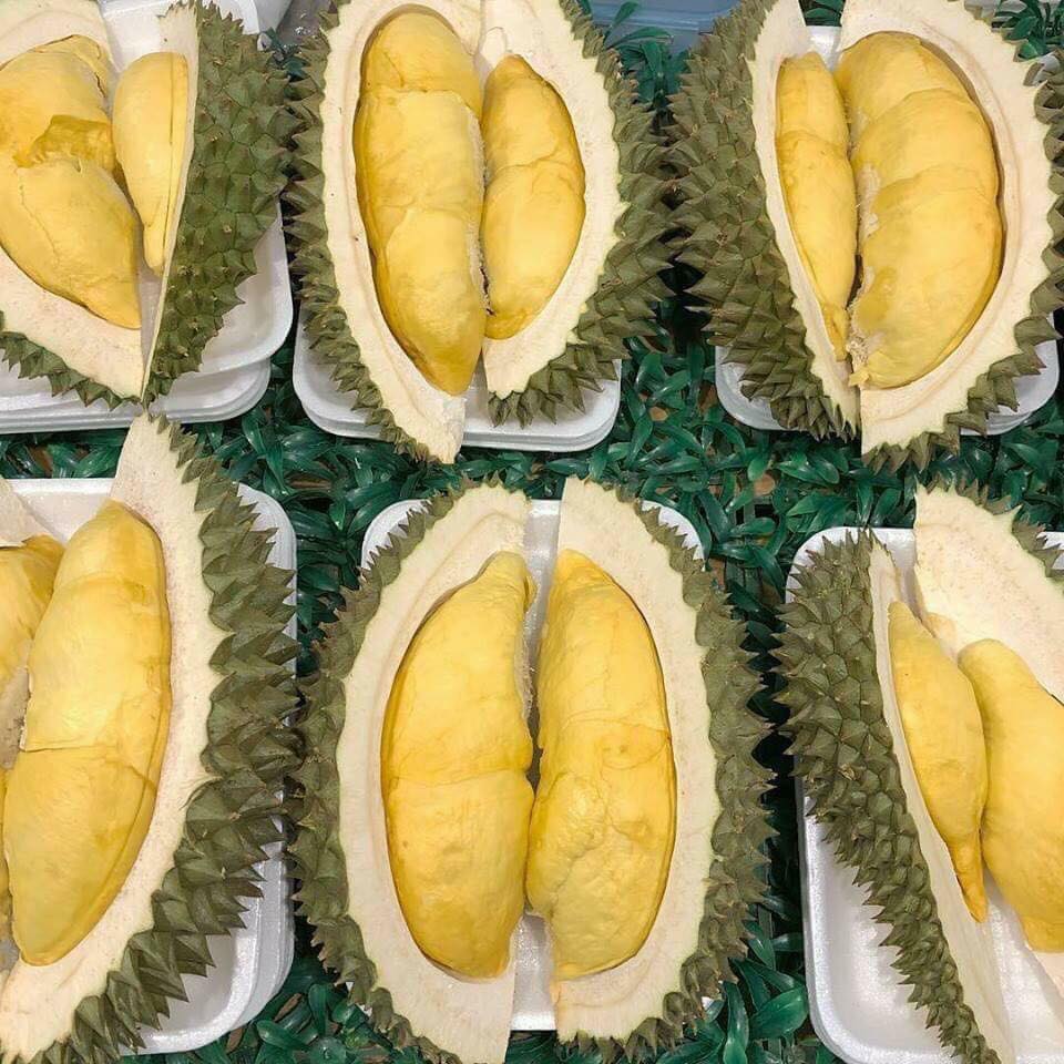 sâu-bệnh-hại-cây-sầu-riêng