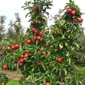 Giống Cây Táo Siêu Quả - Trung Tâm Cây Giống Học Viện Nông Nghiệp 1