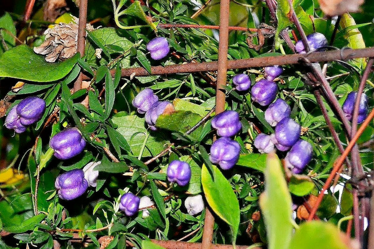 Kỹ thuật trồng và Chăm sóc cây Táo tím - Giống Cây Ăn Quả