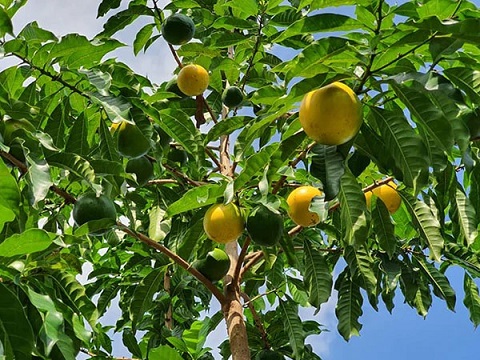 Cây Vú Sữa Hoàng Kim Trưởng Thành (cao 3m-5m đang chuẩn bị ra trái)