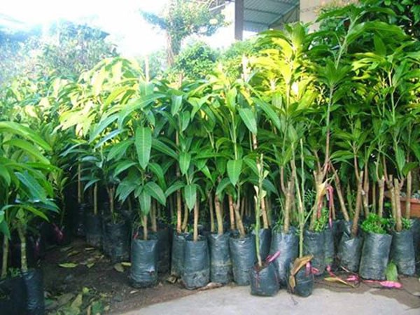 Kỹ thuật trồng xoài Cát Chu ra nhiều quả, to, thơm ngon