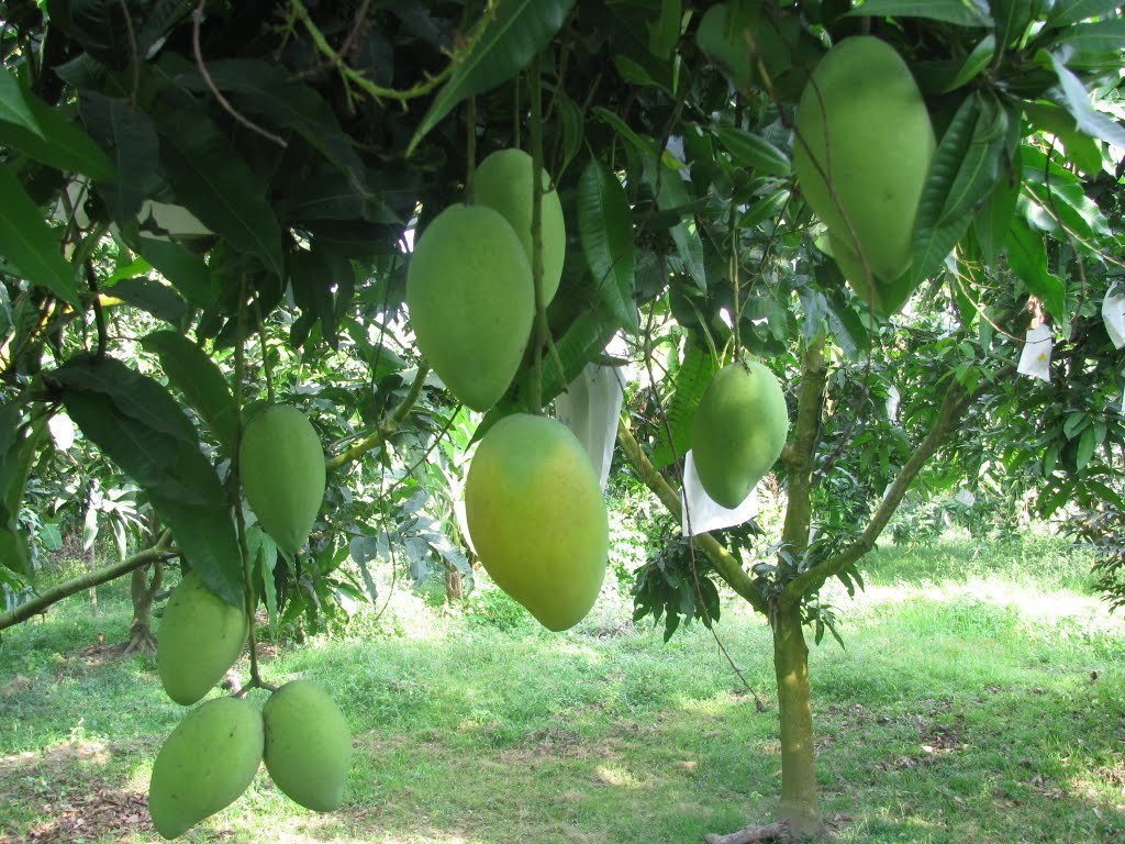 Giống cây Xoài keo