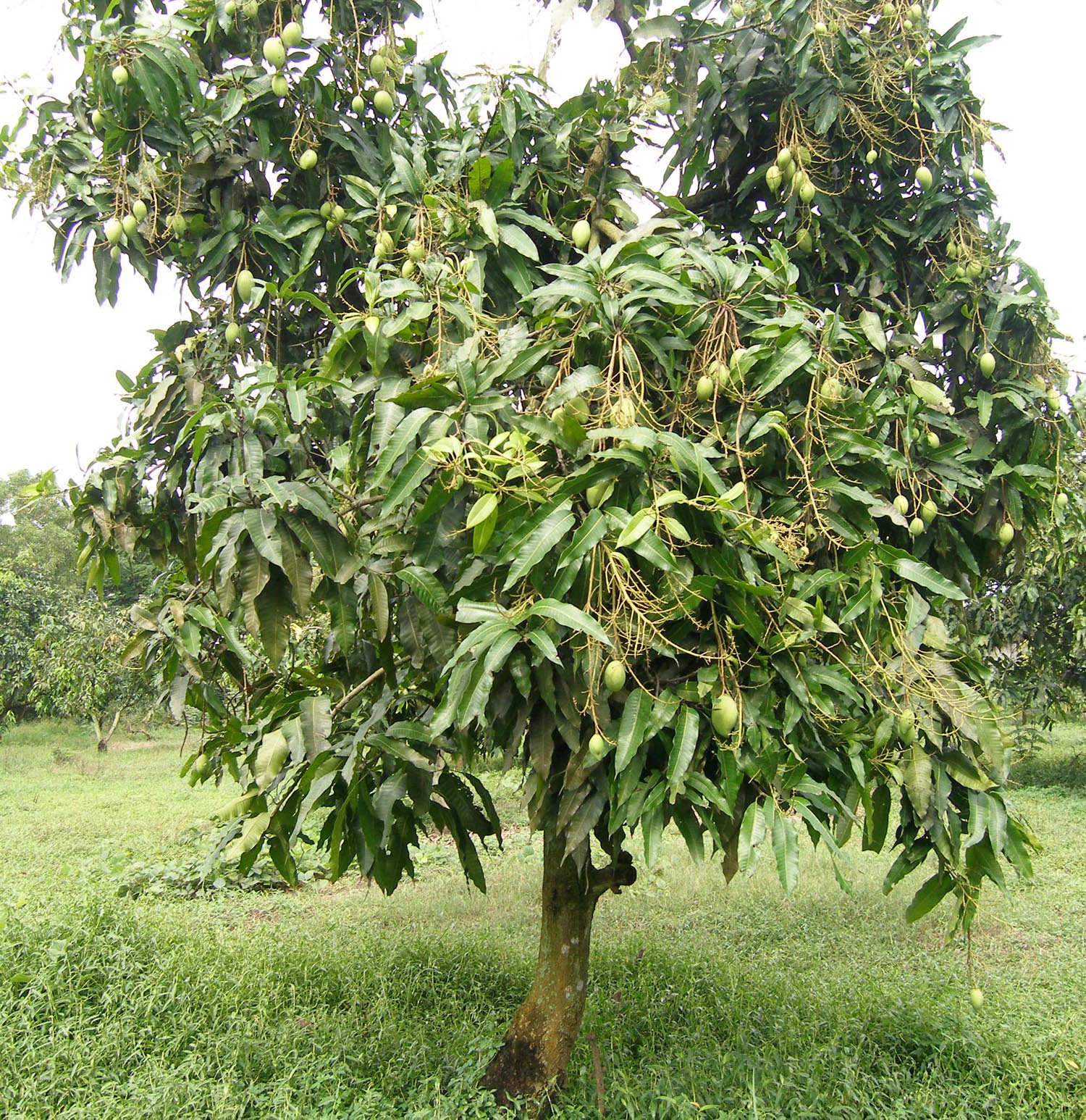 Giống cây xoài thái TrueCoop