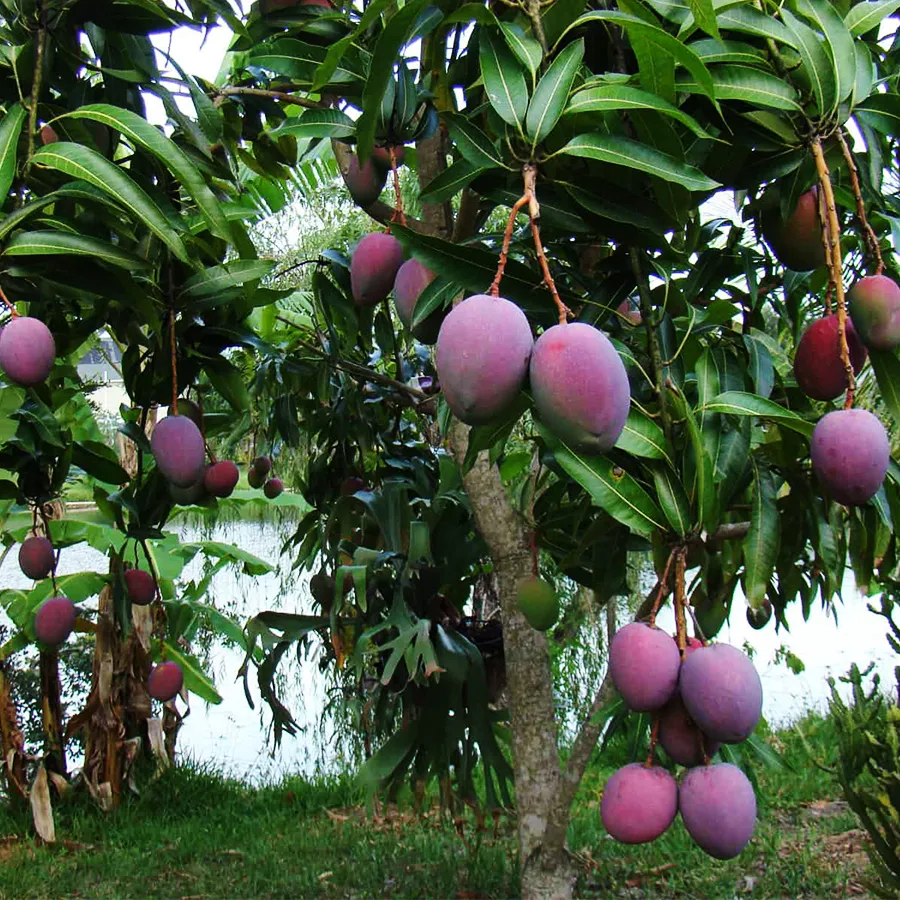 Cây giống Xoài Ngọc Vân - AN PHAT FARM - Đất sạch hữu cơ APF Cần Thơ