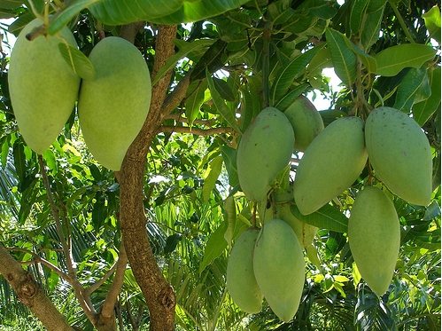 CÁC GIỐNG XOÀI PHỔ BIẾN Ở VIỆT NAM