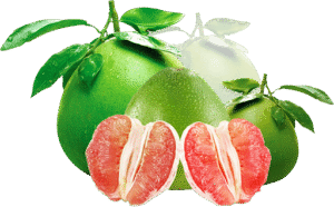 Trung Tâm Giống Cây Trồng